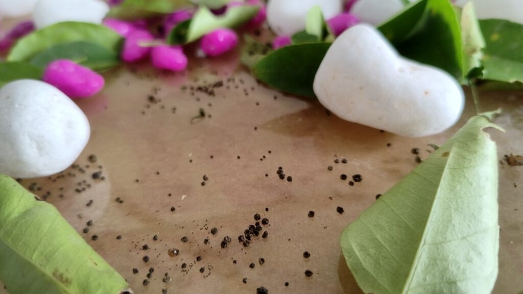 WhatsApp Image 2022-10-17 at 12.13.46 PM