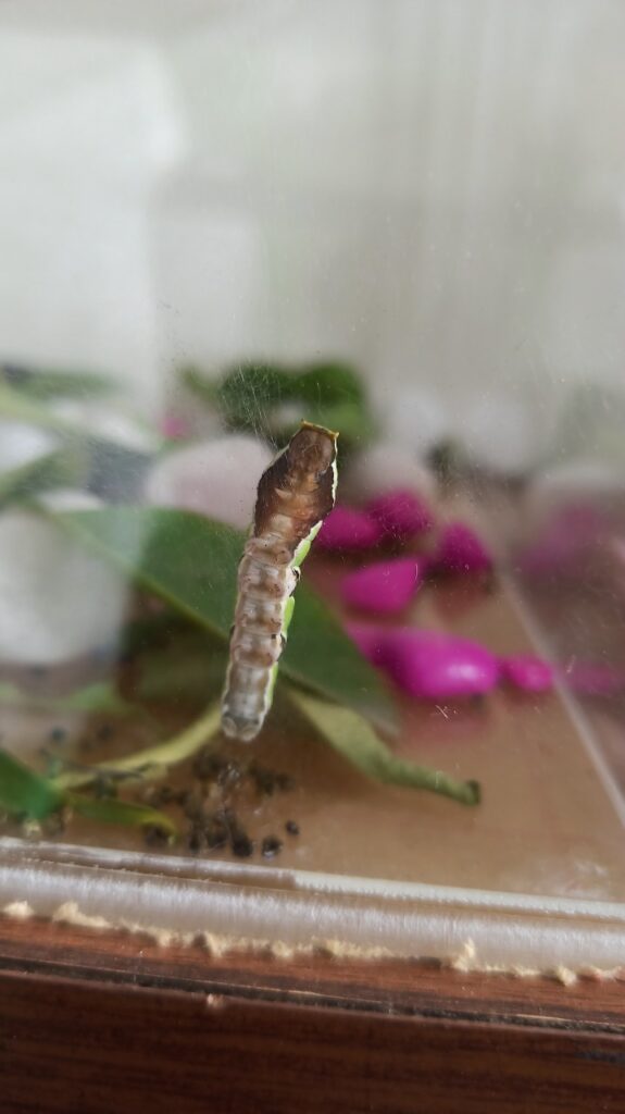 WhatsApp Image 2022-10-17 at 12.13.47 PM (1)