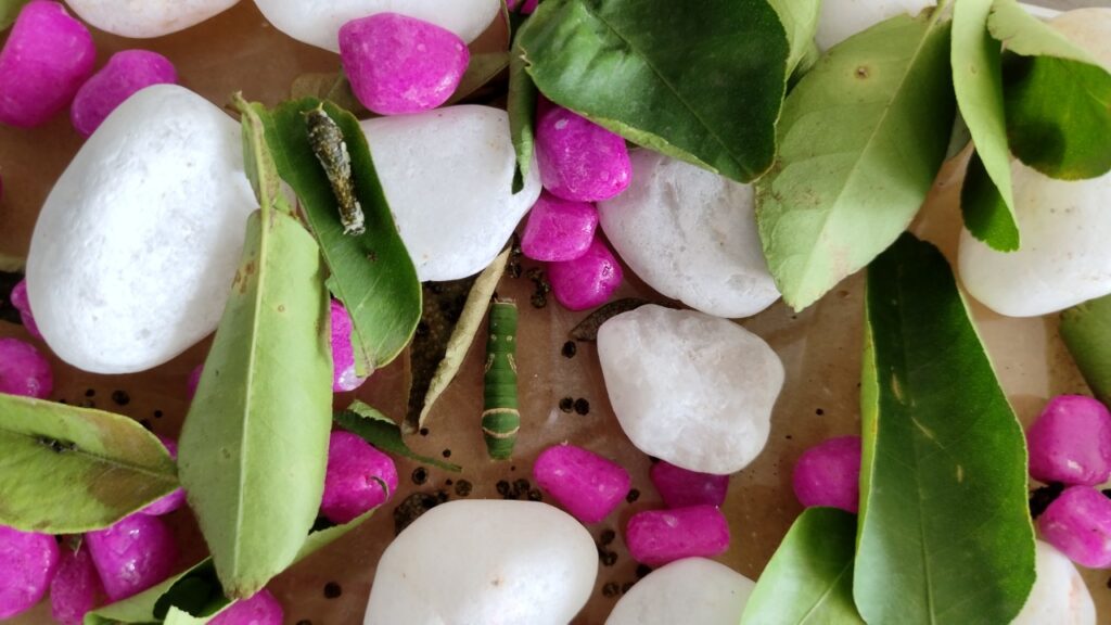 WhatsApp Image 2022-10-17 at 12.13.47 PM