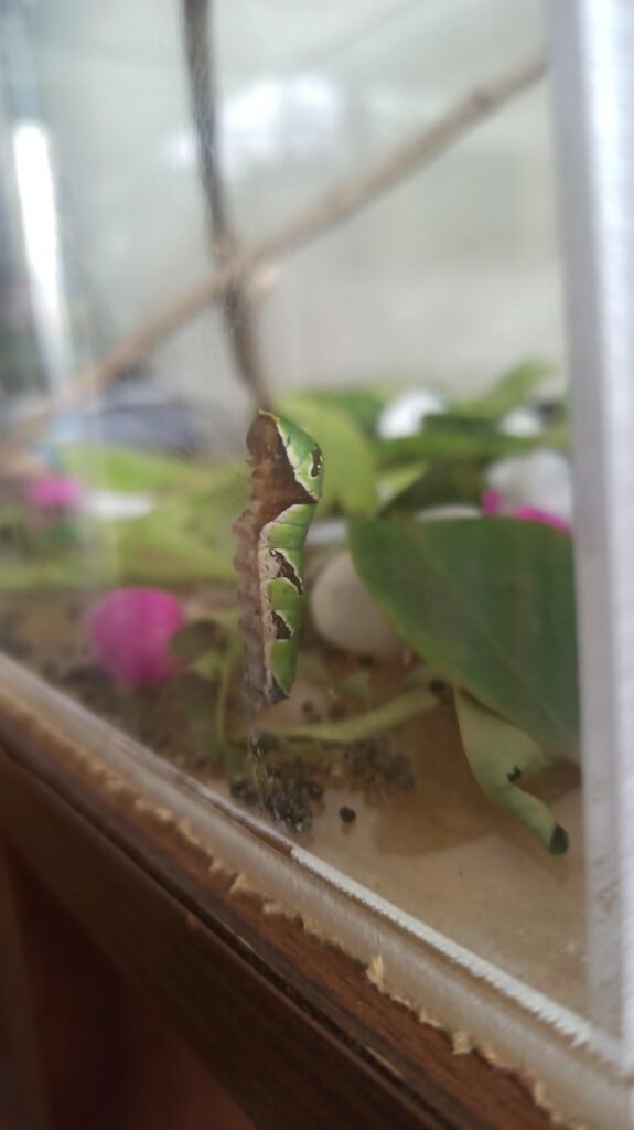 WhatsApp Image 2022-10-17 at 12.13.48 PM