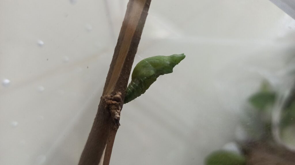 WhatsApp Image 2022-10-17 at 12.13.50 PM (1)