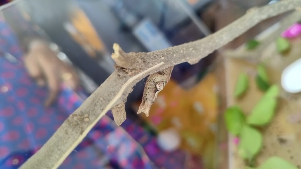 WhatsApp Image 2022-10-17 at 12.13.50 PM