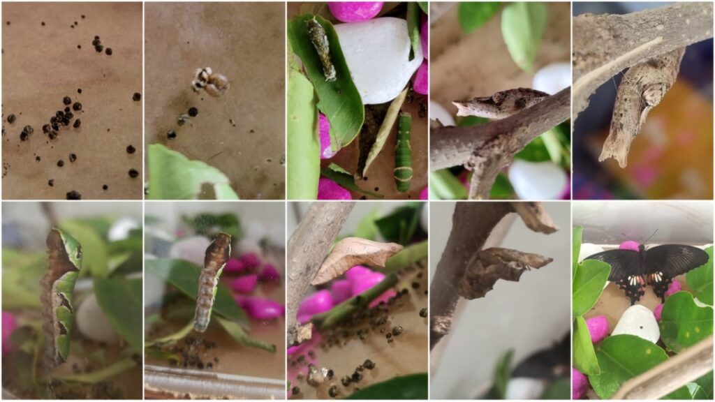 WhatsApp Image 2022-10-17 at 12.13.51 PM (2)