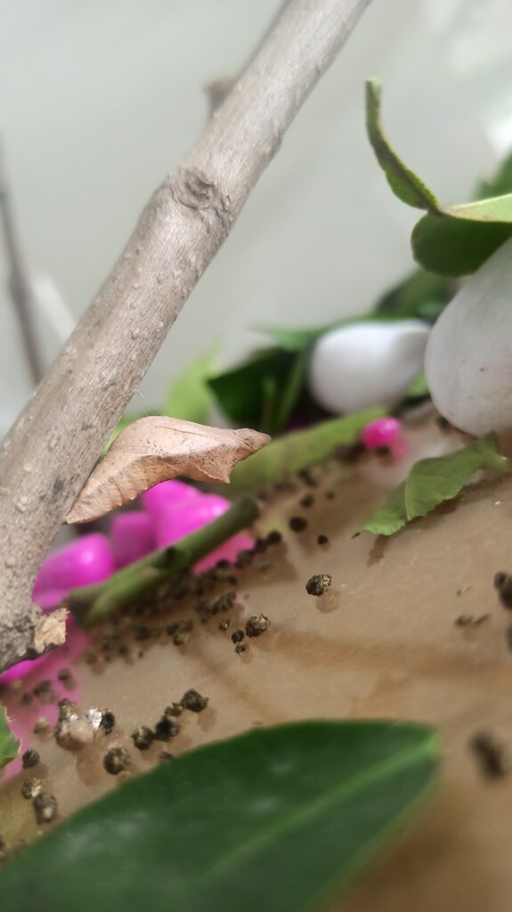 WhatsApp Image 2022-10-17 at 12.13.52 PM (2)