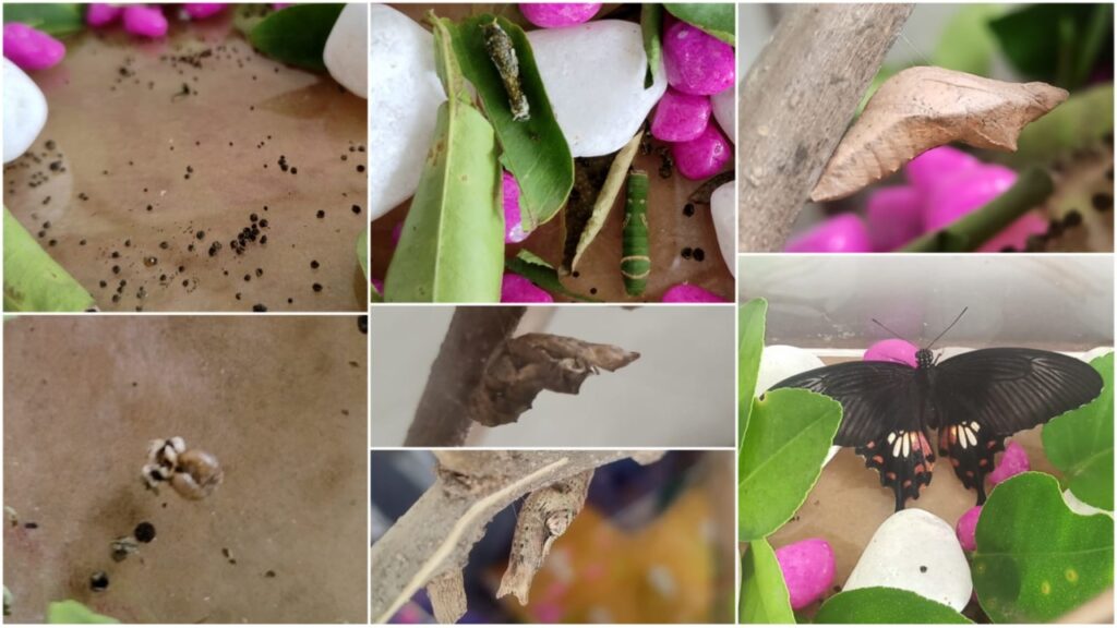 WhatsApp Image 2022-10-17 at 12.13.53 PM (1)